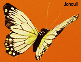 Jonquil