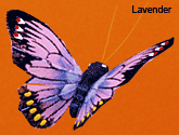 Lavender