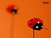 Garden Friends Ladybug
